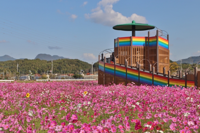 おおとう桜街道花公園コスモス