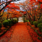 宝満宮竈門神社・紅葉
