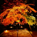 宝満宮竈門神社・紅葉ライトアップ