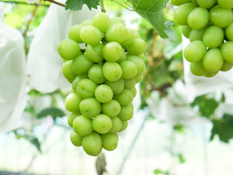 つばめマルシェ with FUKU MARCHE STORE/シャインマスカット