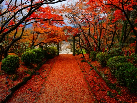 太宰府市・竈門神社／福岡紅葉名所まとめ
