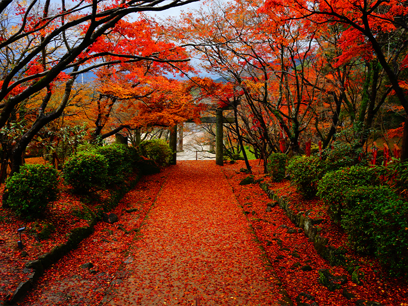 太宰府市・竈門神社/福岡紅葉名所まとめ