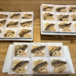 リタの農園 アジ南蛮漬け蓮根添え