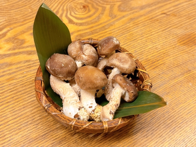 住吉日本料理 Koga　松きのこ