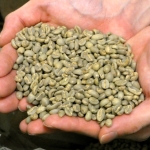 ムエンコーヒー　生豆