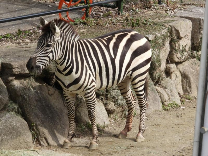 福岡市動植物園 新春ZOOスポットガイド シマウマ