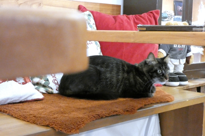 連歌屋珈琲　看板猫　フィガロ