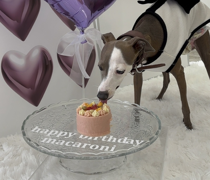 gifff わんちゃんプレート