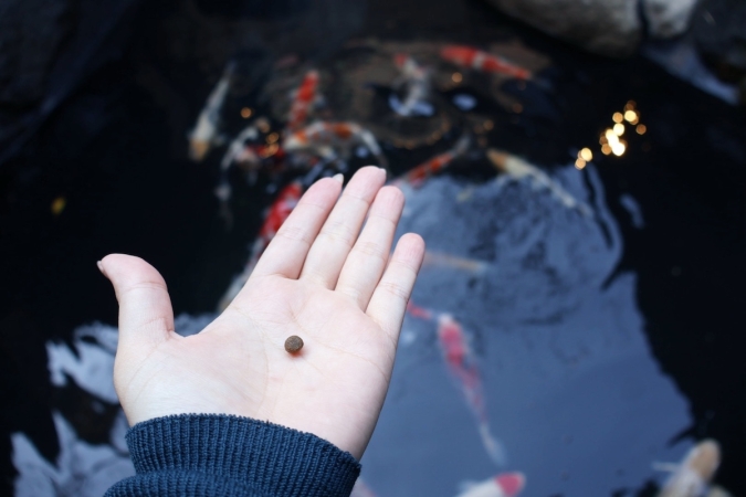 炭焼 うな富士 福岡大名別邸 鯉の餌やり