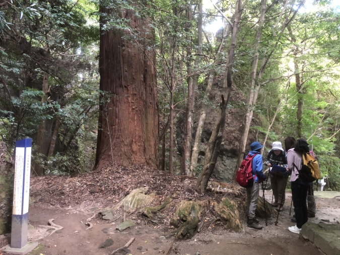 室山熊野神社　大杉