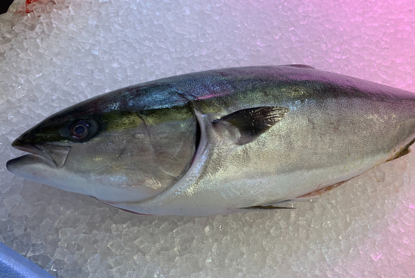 大丸福岡天神店「北陸展」ブリの解体ショー