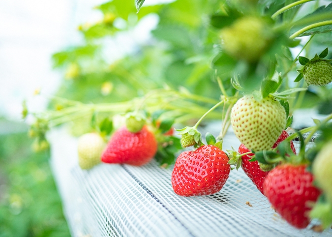 果樹蔵 いちご