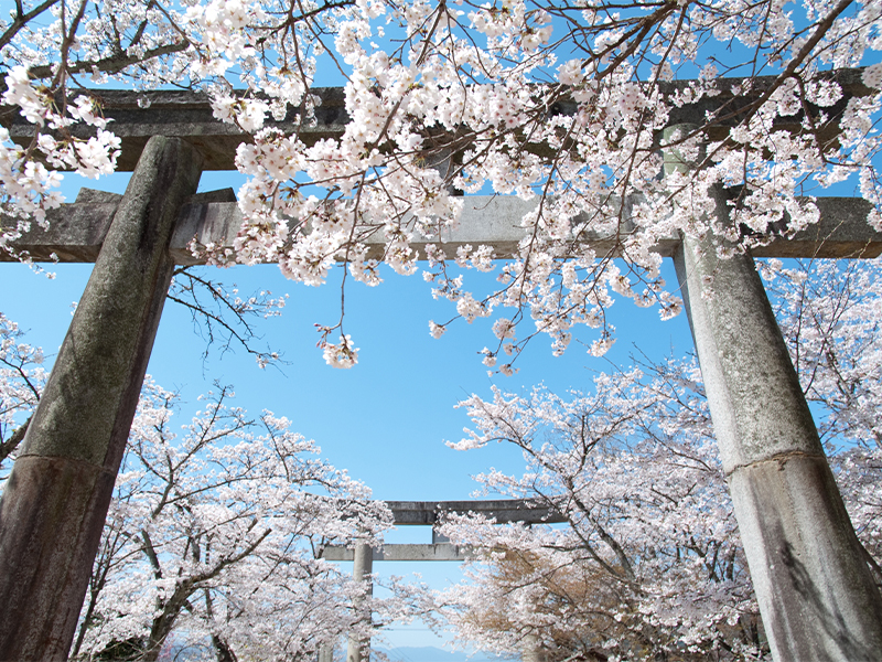 福岡県桜名所／宝満宮竈門神社