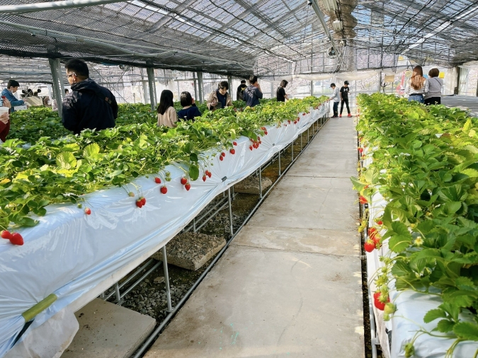 池いちご園　いちご狩り
