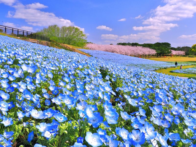 海の中道フラワーピクニック2026　ネモフィラ