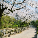 石橋文化センター　桜並木