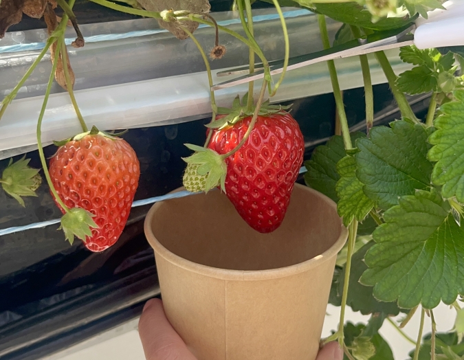 UluuGardensSAGA(うるうガーデンズ佐賀)いちご狩り