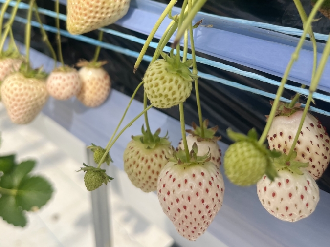 UluuGardensSAGA(うるうガーデンズ佐賀)白いちご