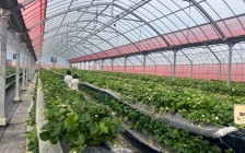 UluuGardensSAGA（うるうガーデンズ佐賀）いちご狩り