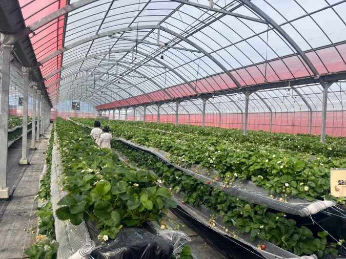 UluuGardensSAGA(うるうガーデンズ佐賀)いちご狩り