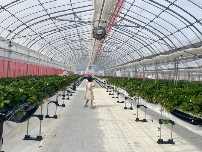 UluuGardensSAGA(うるうガーデンズ佐賀)いちご狩り