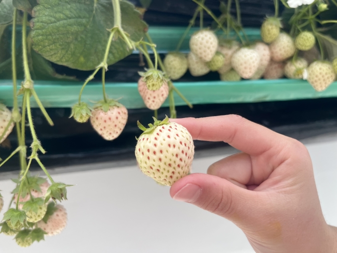 UluuGardensSAGA(うるうガーデンズ佐賀)白いちご