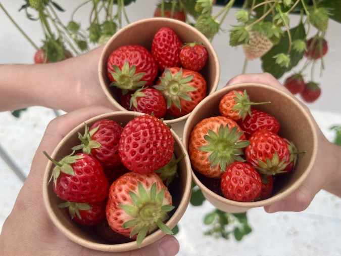 UluuGardensSAGA(うるうガーデンズ佐賀)いちご狩り