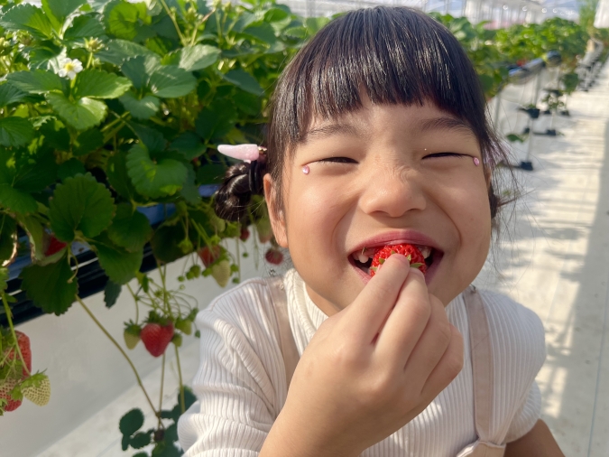 UluuGardensSAGA(うるうガーデンズ佐賀)いちご狩り