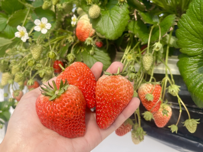 UluuGardensSAGA(うるうガーデンズ佐賀)いちご狩り