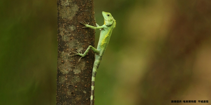 マリンワールド海の中道／奄美の海と森ゾーン「いのちめぐる森」オキナワキノボリトカゲ