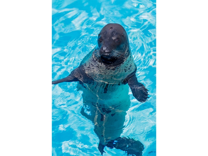 マリンワールド海の中道・アザラシ