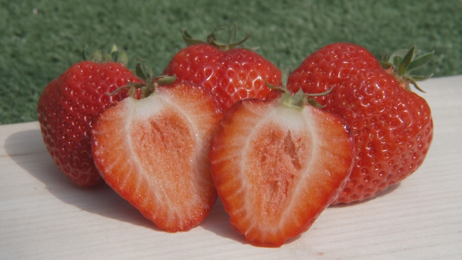 あまおう　いちご狩り　バリはやッ！　柳川旅　