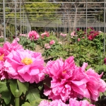 舞鶴公園・牡丹芍薬園