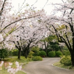 石橋文化センター　桜並木