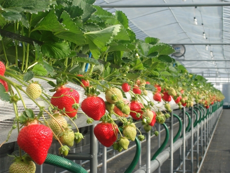 らいおん果実園　いちご狩り