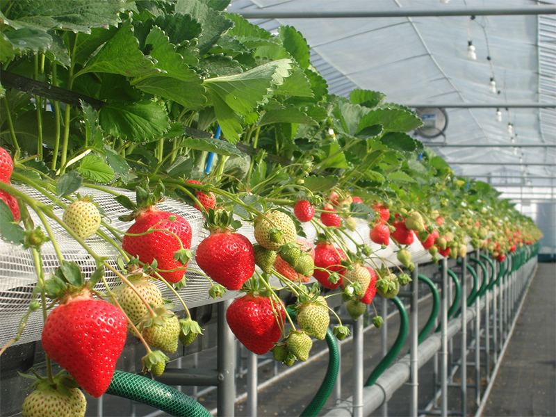 らいおん果実園　いちご狩り