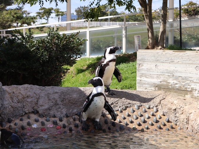 マリンワールド海の中道／かいじゅうアイランド・ペンギンビーチ