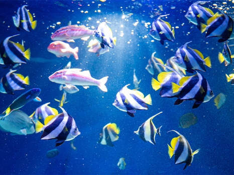 マリンワールド海の中道