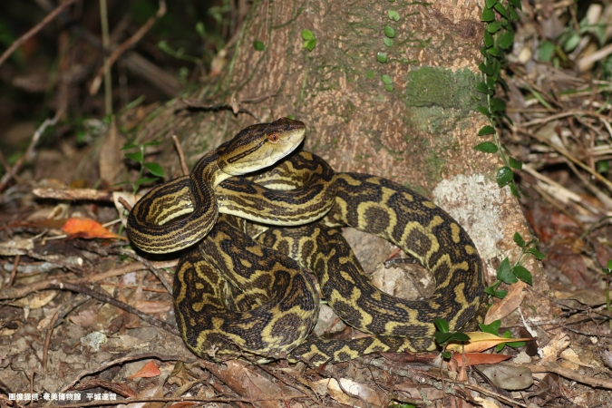 マリンワールド海の中道／奄美の海と森ゾーン「いのちめぐる森」ハブ