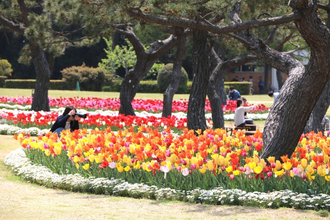 海の中道フラワーピクニック2026　チューリップ