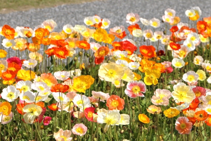 海の中道フラワーピクニック2026　アイスランドポピー