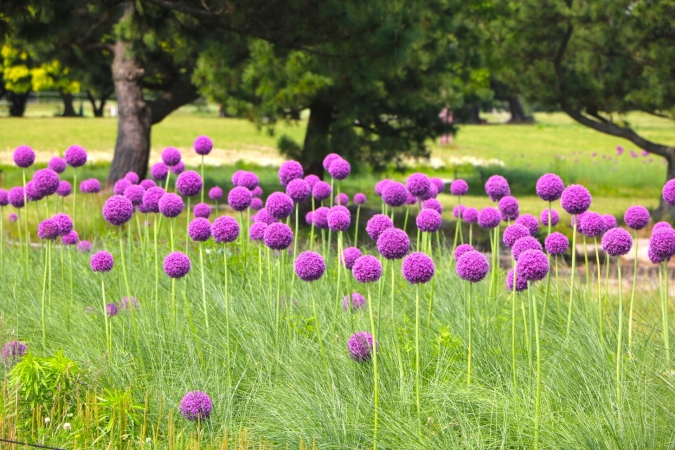 海の中道フラワーピクニック2026　アリウム・ギガンチウム