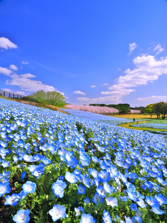海の中道フラワーピクニック2026　ネモフィラ