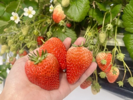 UluuGardensSAGA（うるうガーデンズ佐賀）いちご