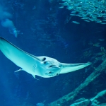 マリンワールド海の中道／外洋大水槽エイ