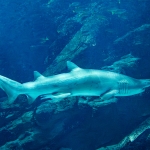 マリンワールド海の中道／外洋大水槽シロワニ