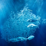 マリンワールド海の中道／外洋大水槽イワシの群れ