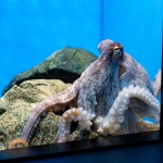 マリンワールド海の中道／九州の近海ゾーン・タコ