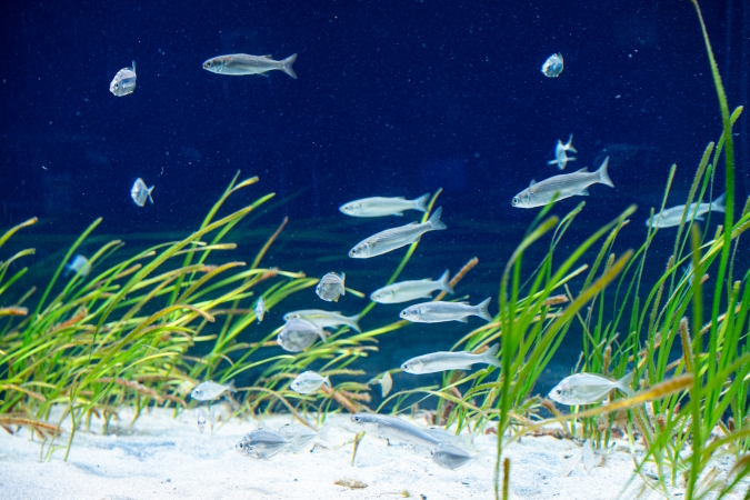 マリンワールド海の中道／アマモ