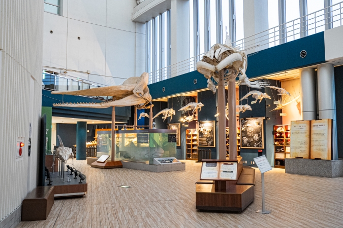 マリンワールド海の中道／ほねのおとゾーン